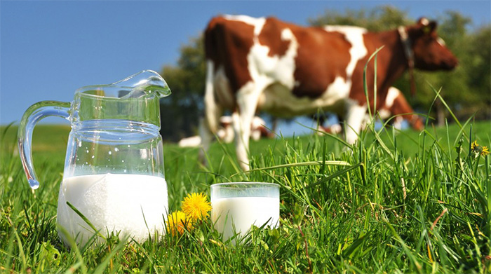 Определение фальсификации молока и молочных продуктов