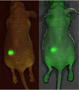 данные изображения