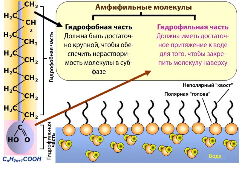 Растворимы в воде гидрофобны. Гидрофобная часть молекулы. Гидрофильные и гидрофобные вещества. Гидрофильные и гидрофобные части фосфолипидов. Гидрофильная и гидрофобная часть молекул фосфолипидов.