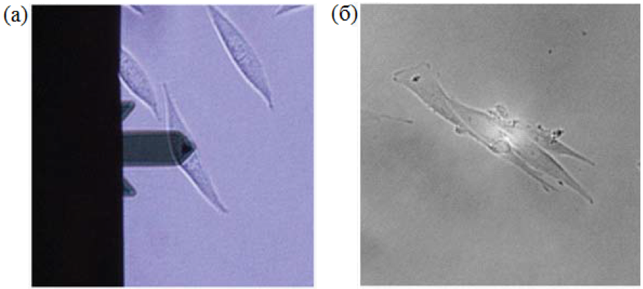 Оптические изображения клетки